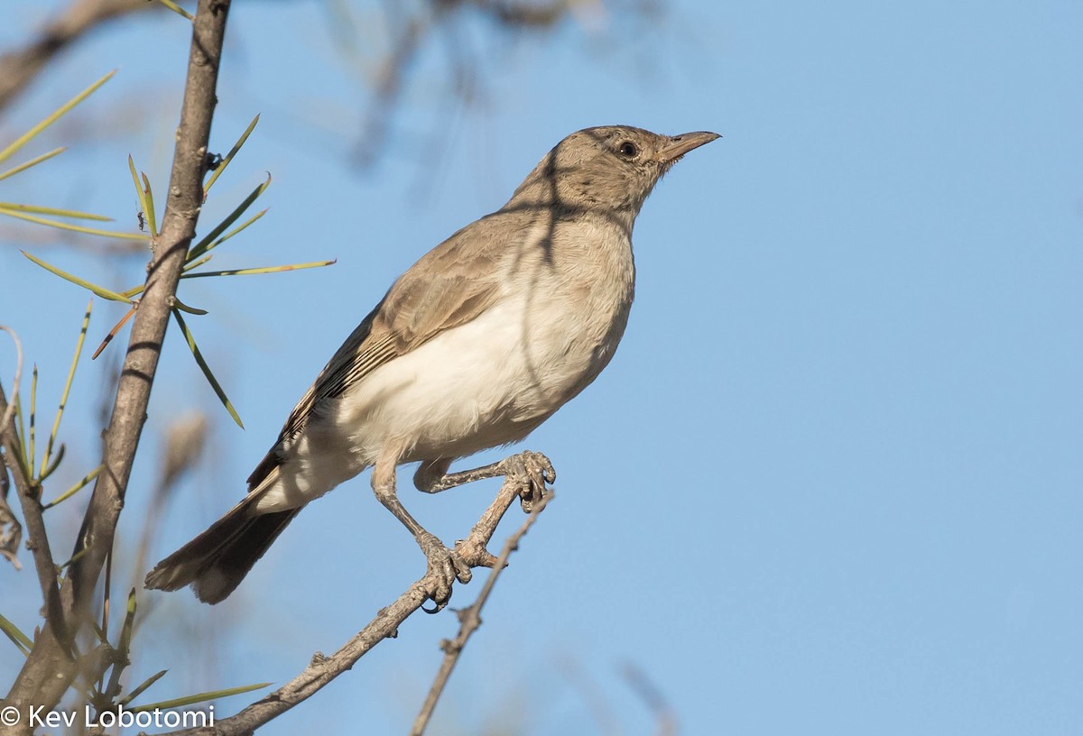 Gray Honeyeater - ML269417001