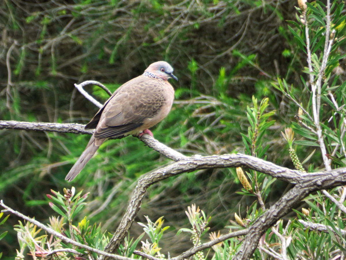 Spotted Dove - ML269418311