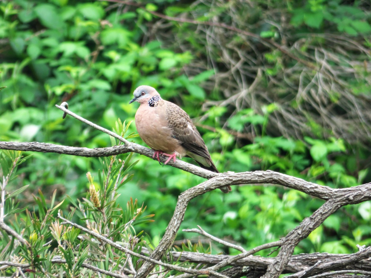 Spotted Dove - ML269418321