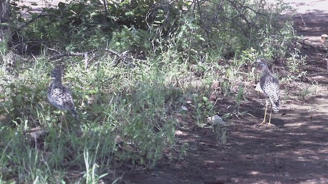 Spotted Thick-knee - ML269420001