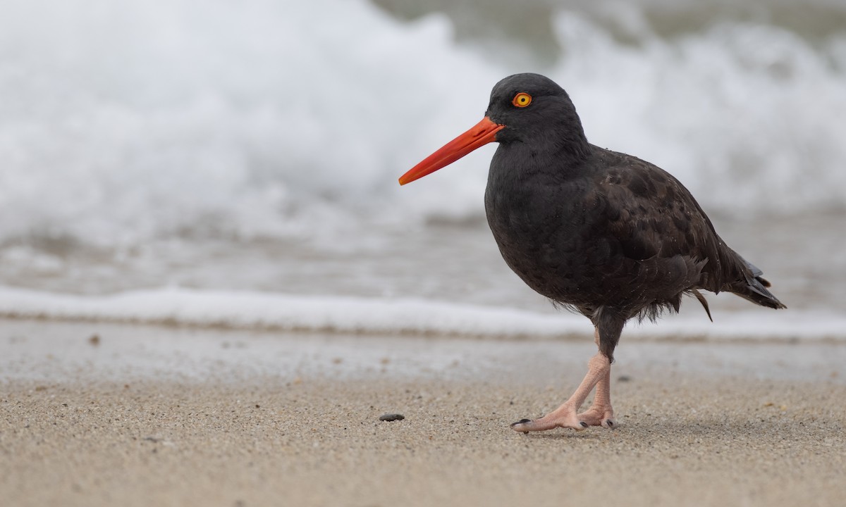 Black Oystercatcher - ML269420111