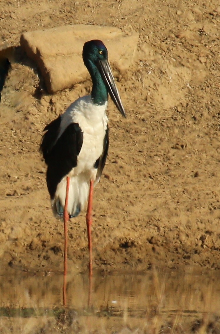 Black-necked Stork - Katherine Clark