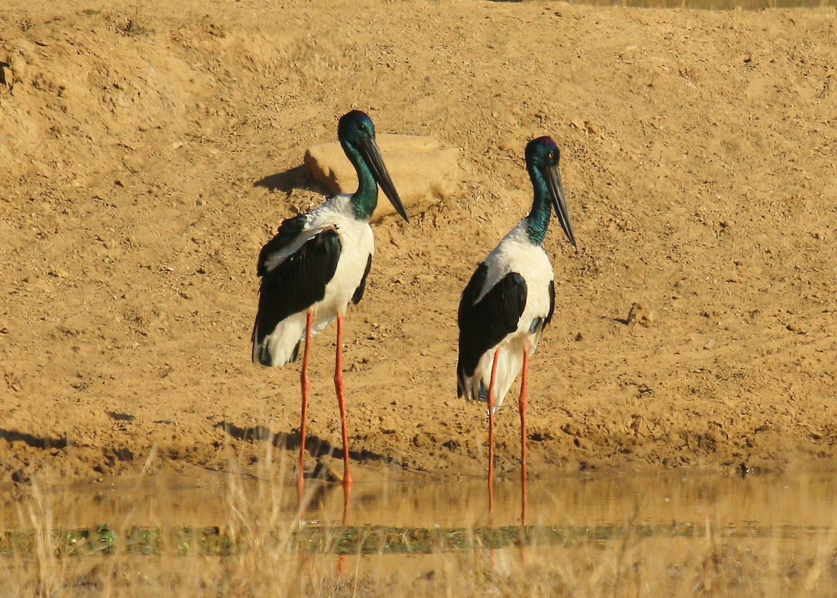 Black-necked Stork - Katherine Clark