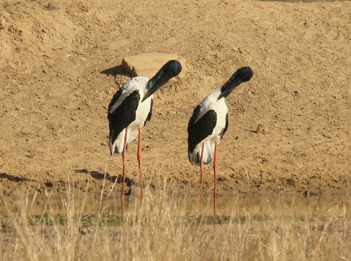 Jabiru d'Asie - ML269420451