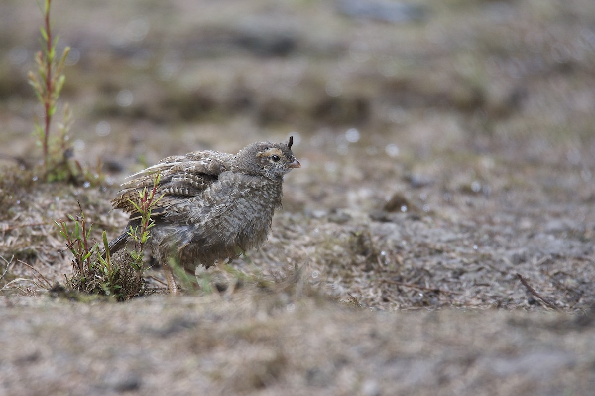 California Quail - ML269422381