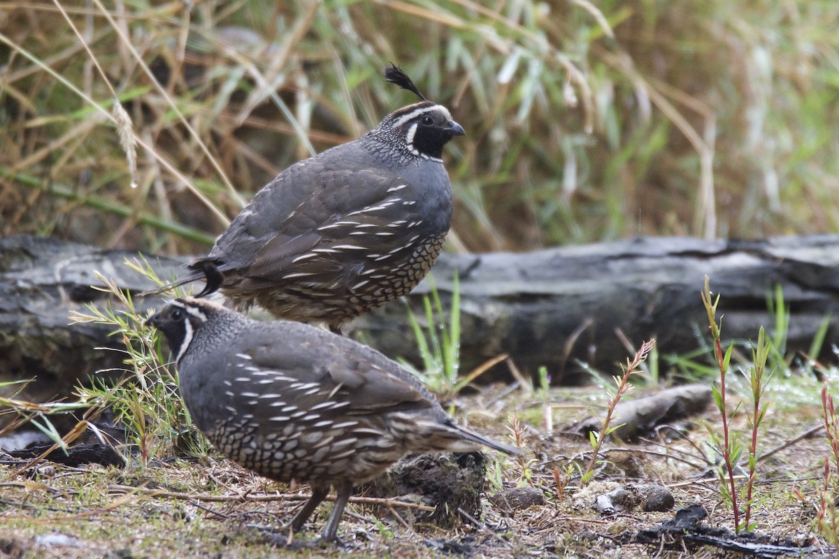 California Quail - ML269422401