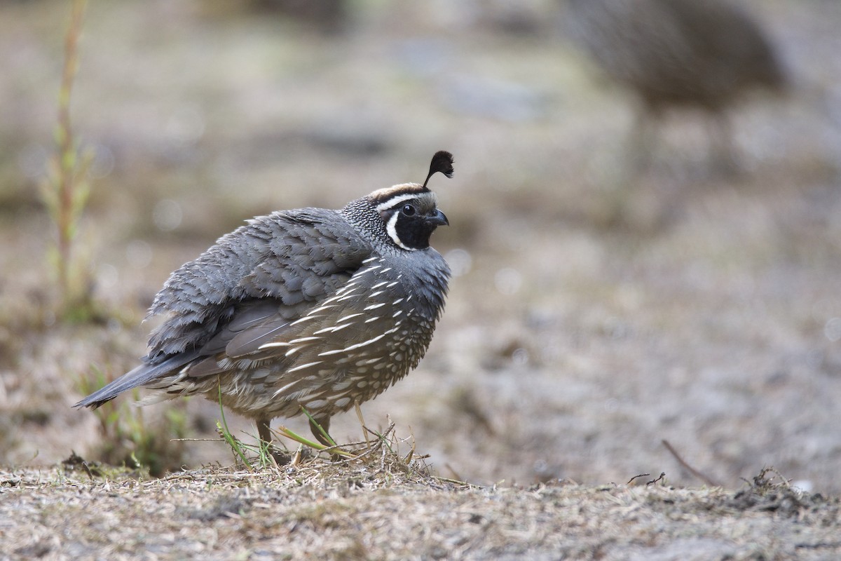 California Quail - ML269422421