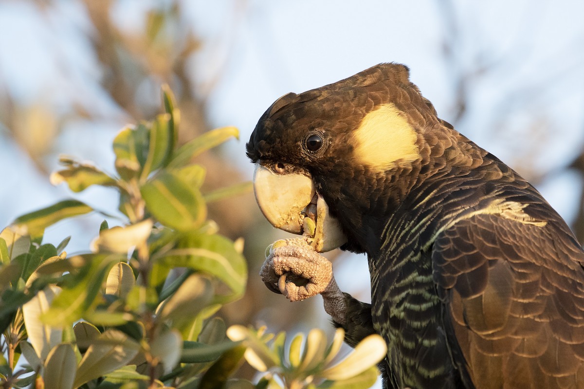 Yellow-tailed Black-Cockatoo - ML269422591