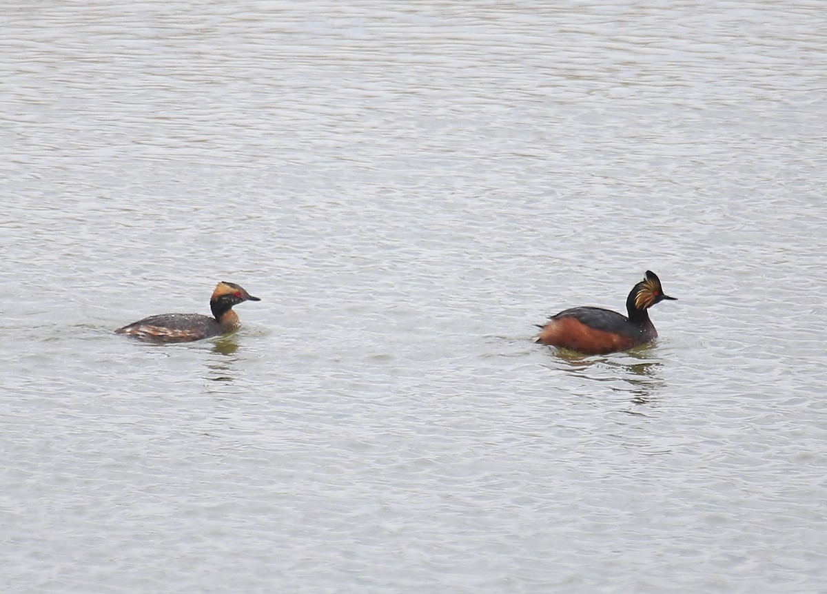 Eared Grebe - ML26942451