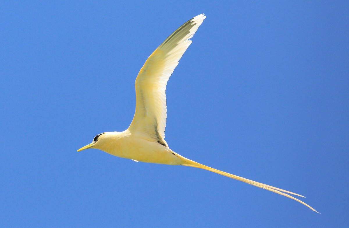 White-tailed Tropicbird (Golden) - Kevin Bartram