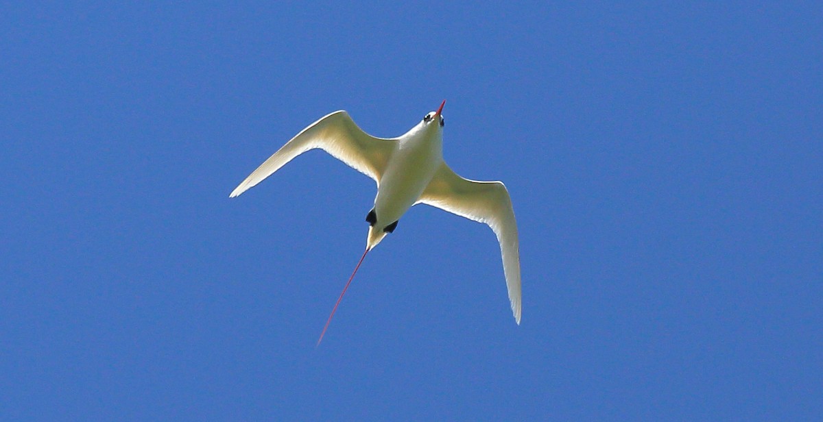 Red-tailed Tropicbird - Kevin Bartram
