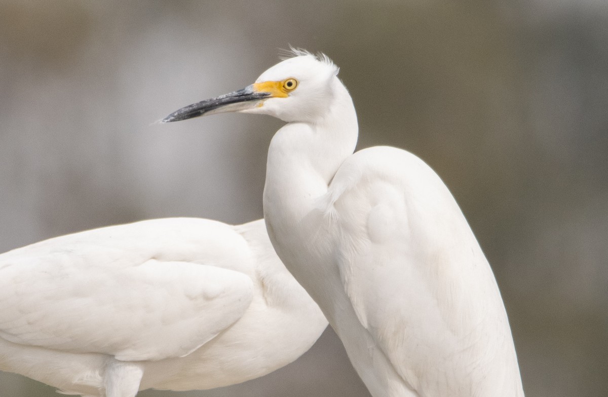 Snowy Egret - ML269424881