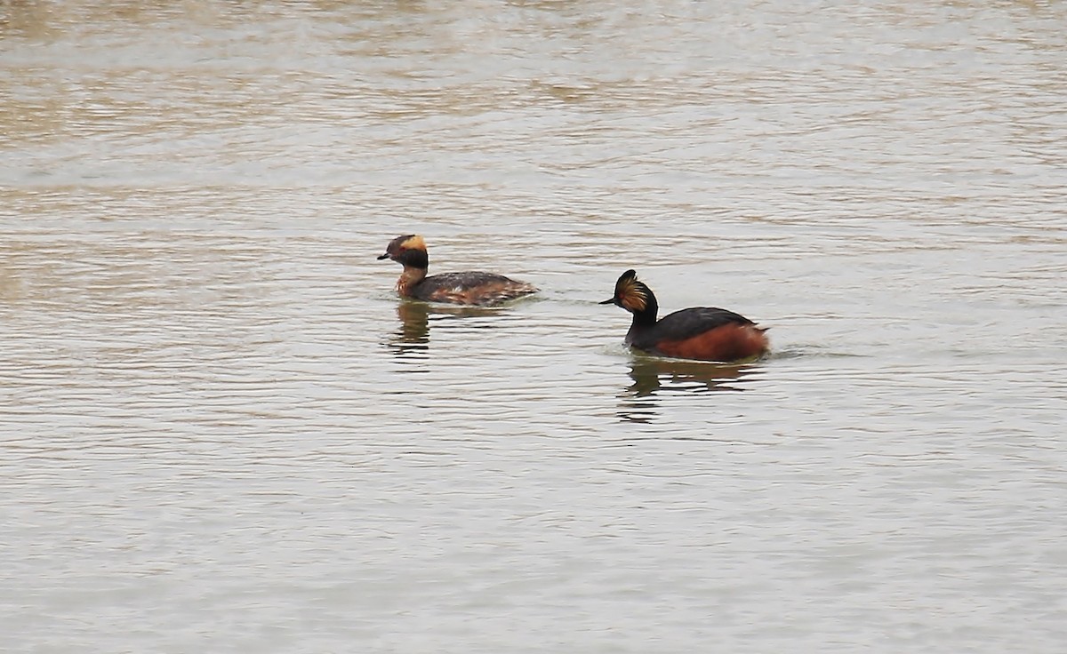 Eared Grebe - ML26942491