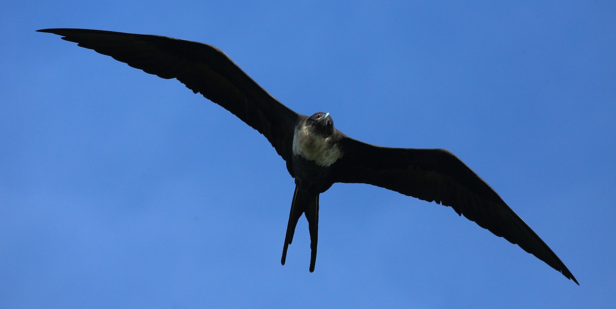 Great Frigatebird - Kevin Bartram