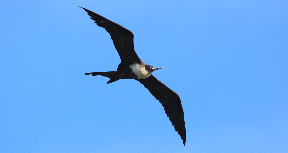 Great Frigatebird - Kevin Bartram