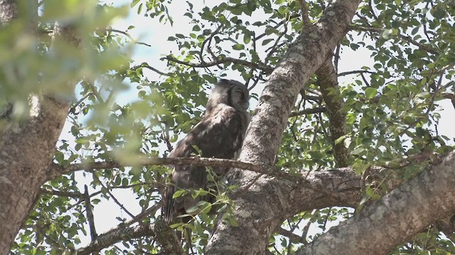 Verreaux's Eagle-Owl - ML269425241