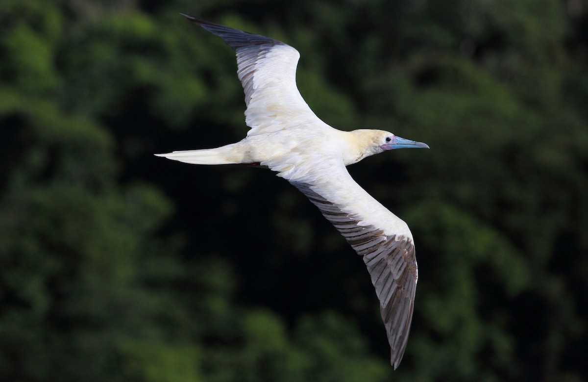 Red-footed Booby - Kevin Bartram