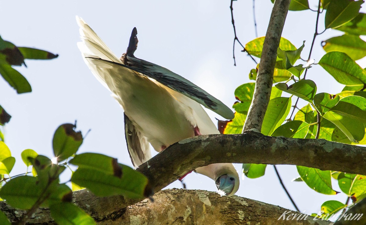 Red-footed Booby - ML269425321