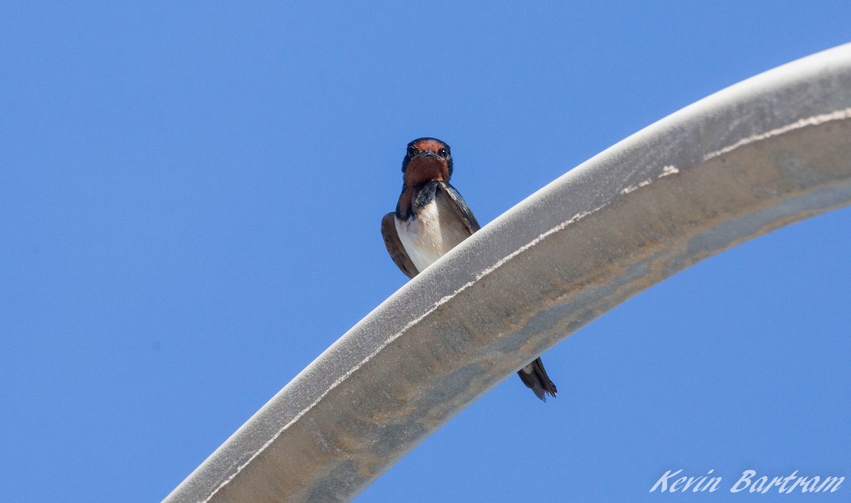 Barn Swallow - Kevin Bartram