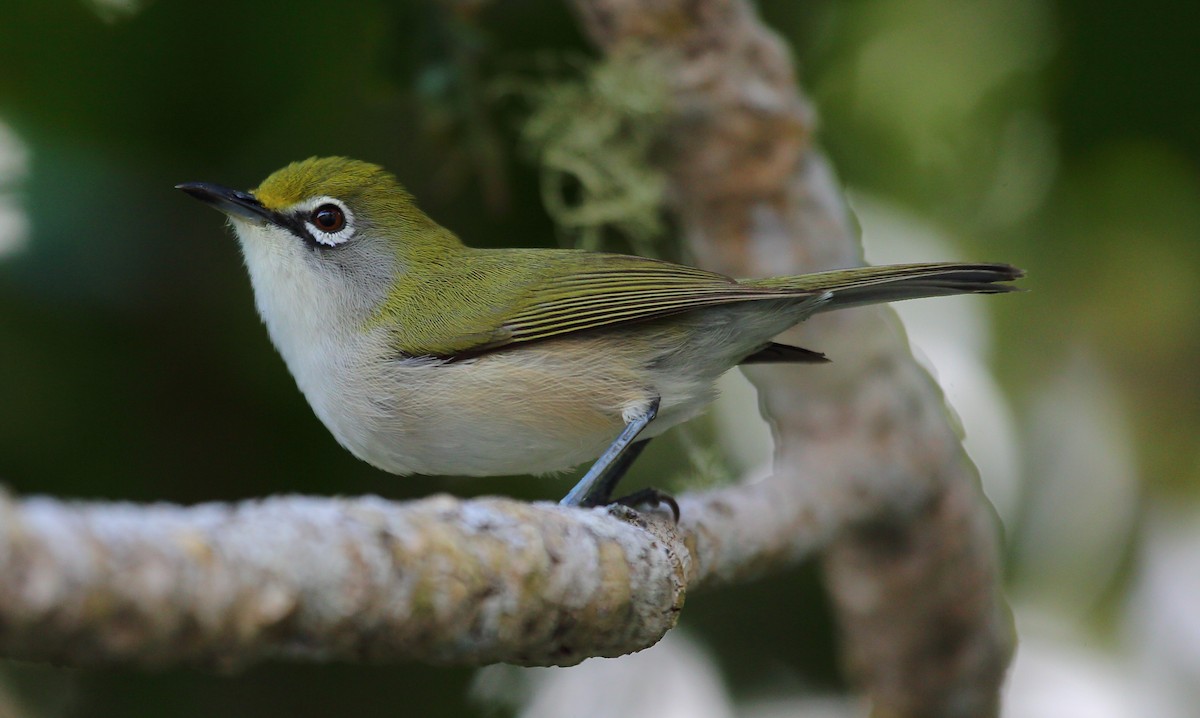 Christmas Island White-eye - ML269425401