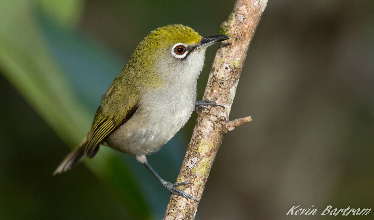 Christmas Island White-eye - ML269425411