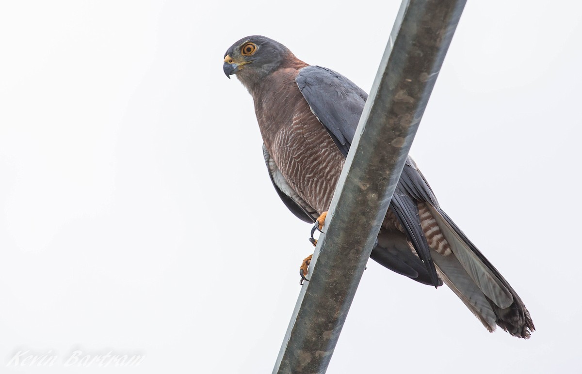 Brown Goshawk - Kevin Bartram