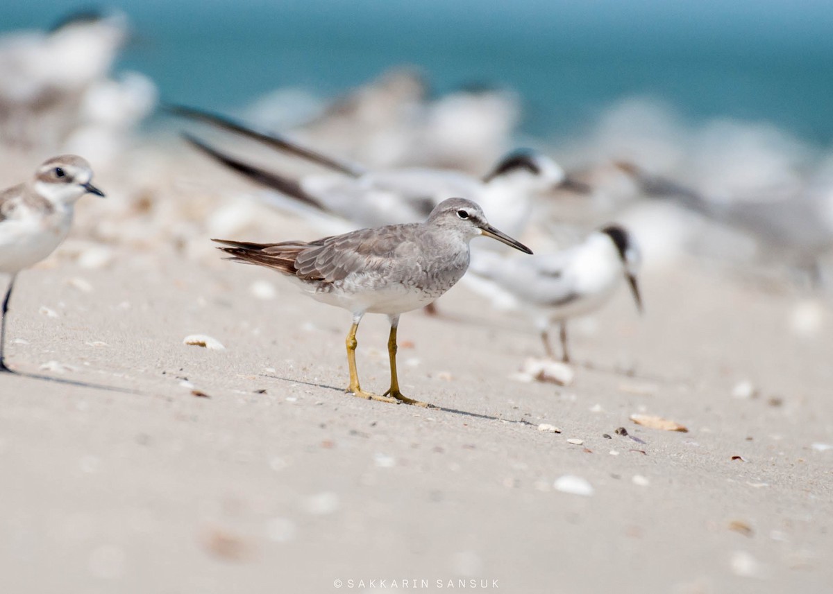 Gray-tailed Tattler - ML269427411