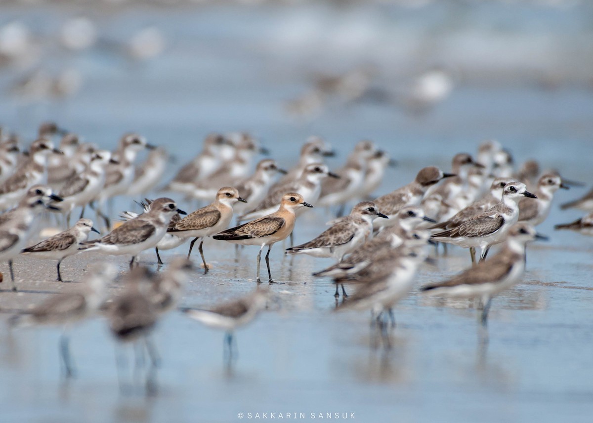 Greater Sand-Plover - ML269427571