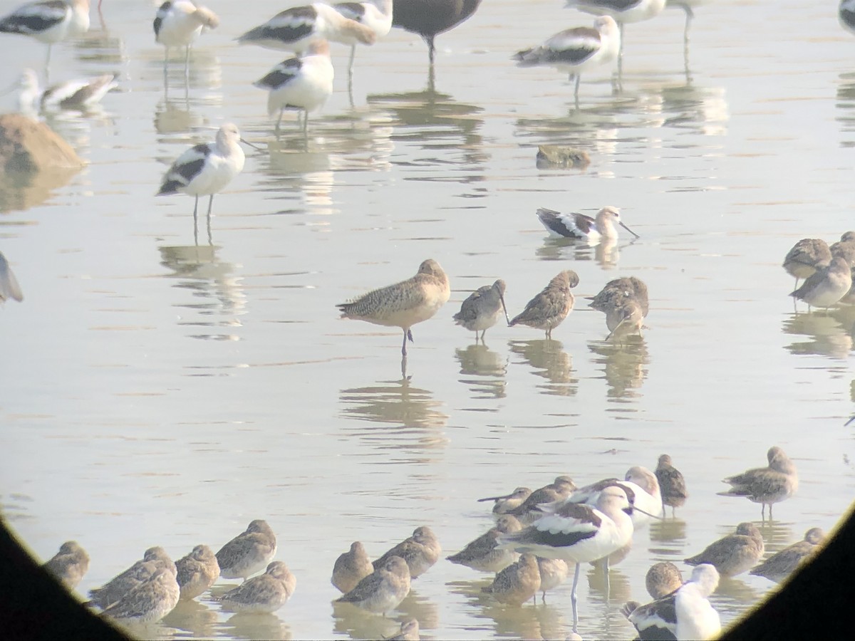 Marbled Godwit - ML269428921