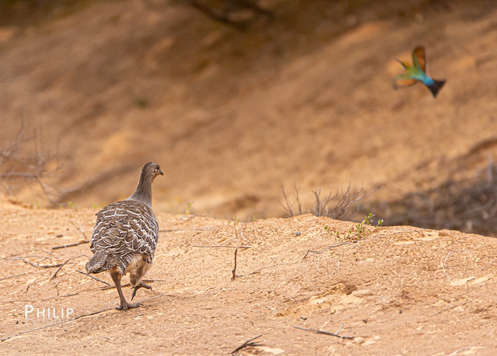 Malleefowl - ML269429641