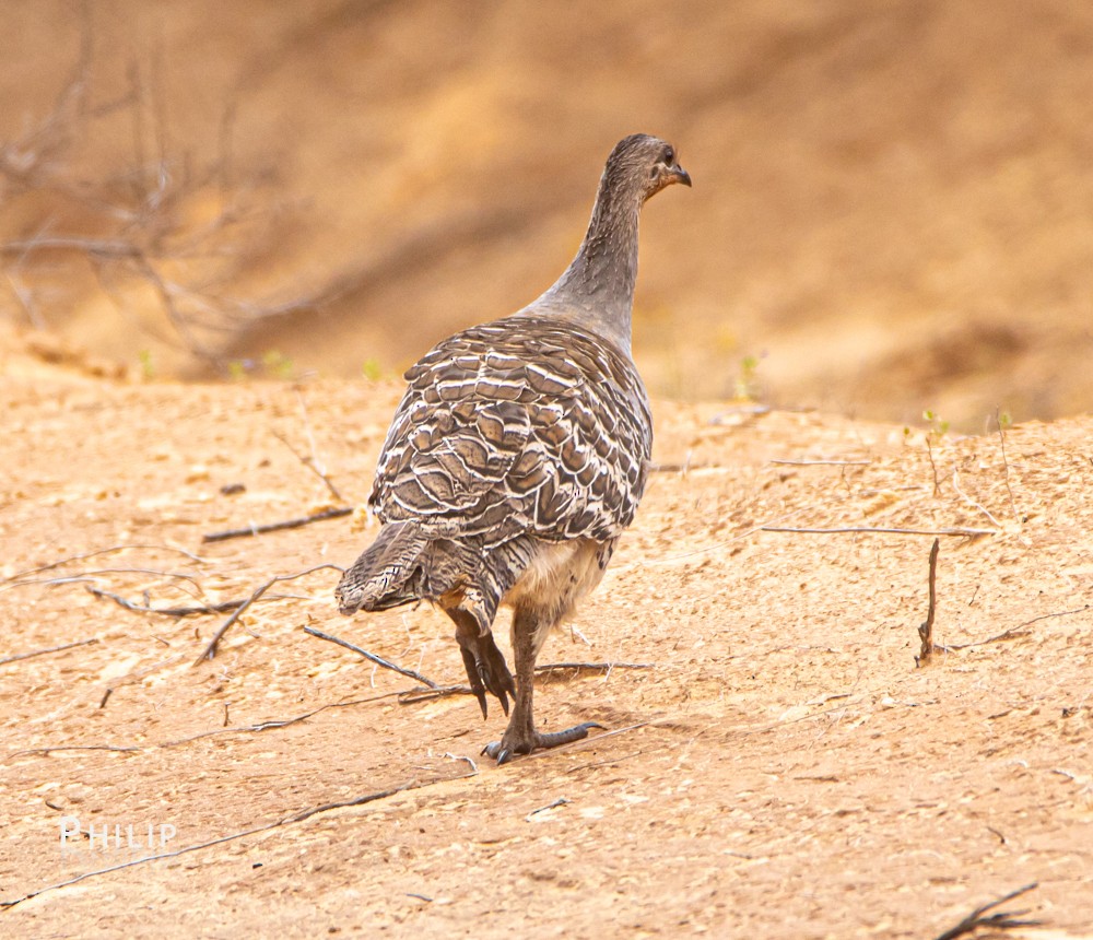 Malleefowl - ML269429651