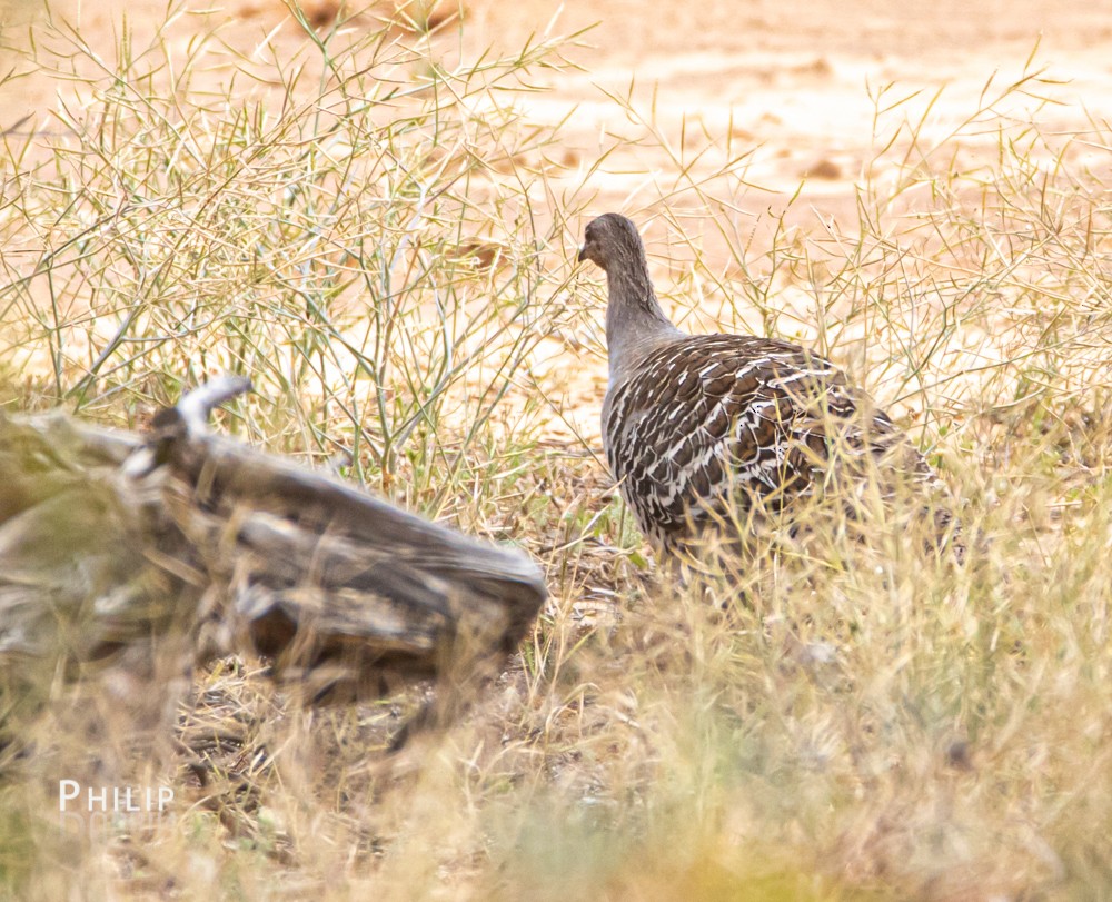 Malleefowl - ML269429661