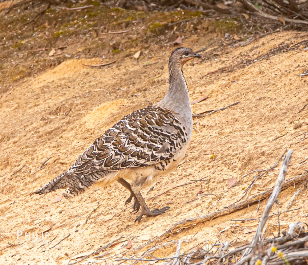 Malleefowl - ML269429671