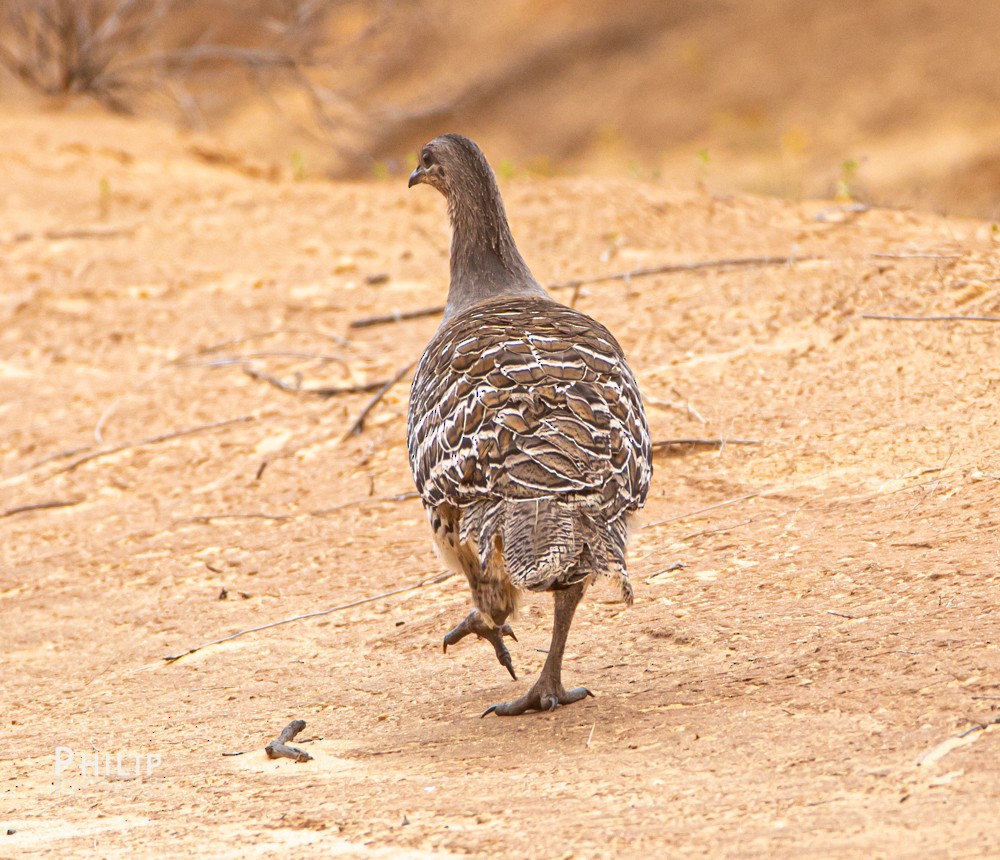 Malleefowl - ML269429681