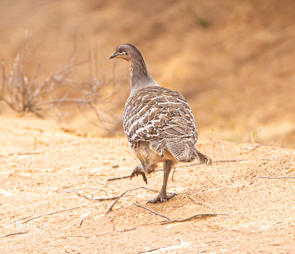 Malleefowl - ML269429691