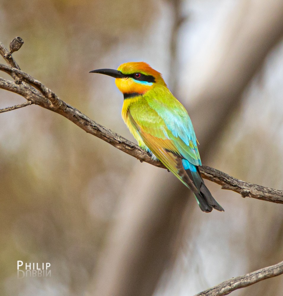 Rainbow Bee-eater - ML269429711