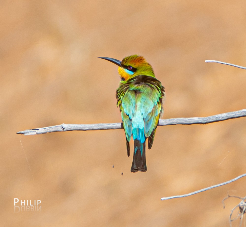 Rainbow Bee-eater - ML269429721