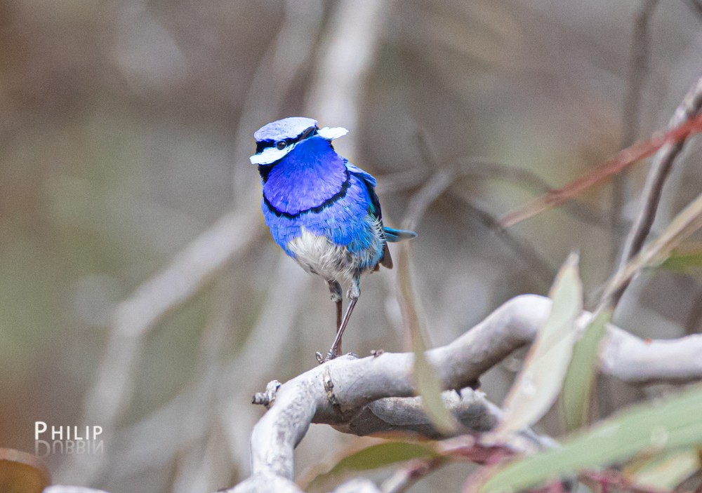 Splendid Fairywren - ML269429731