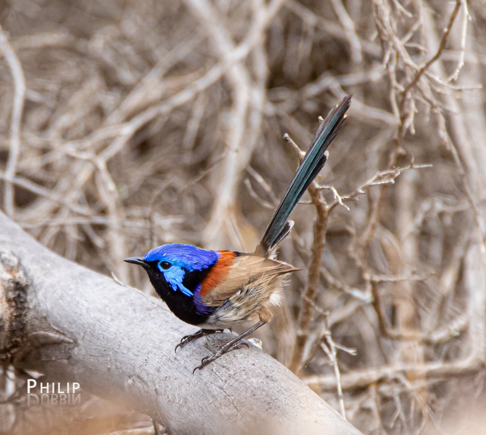 Purple-backed Fairywren - ML269429741