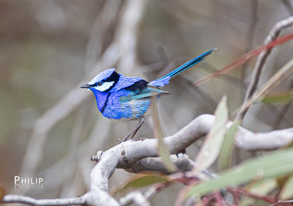 Splendid Fairywren - ML269429751