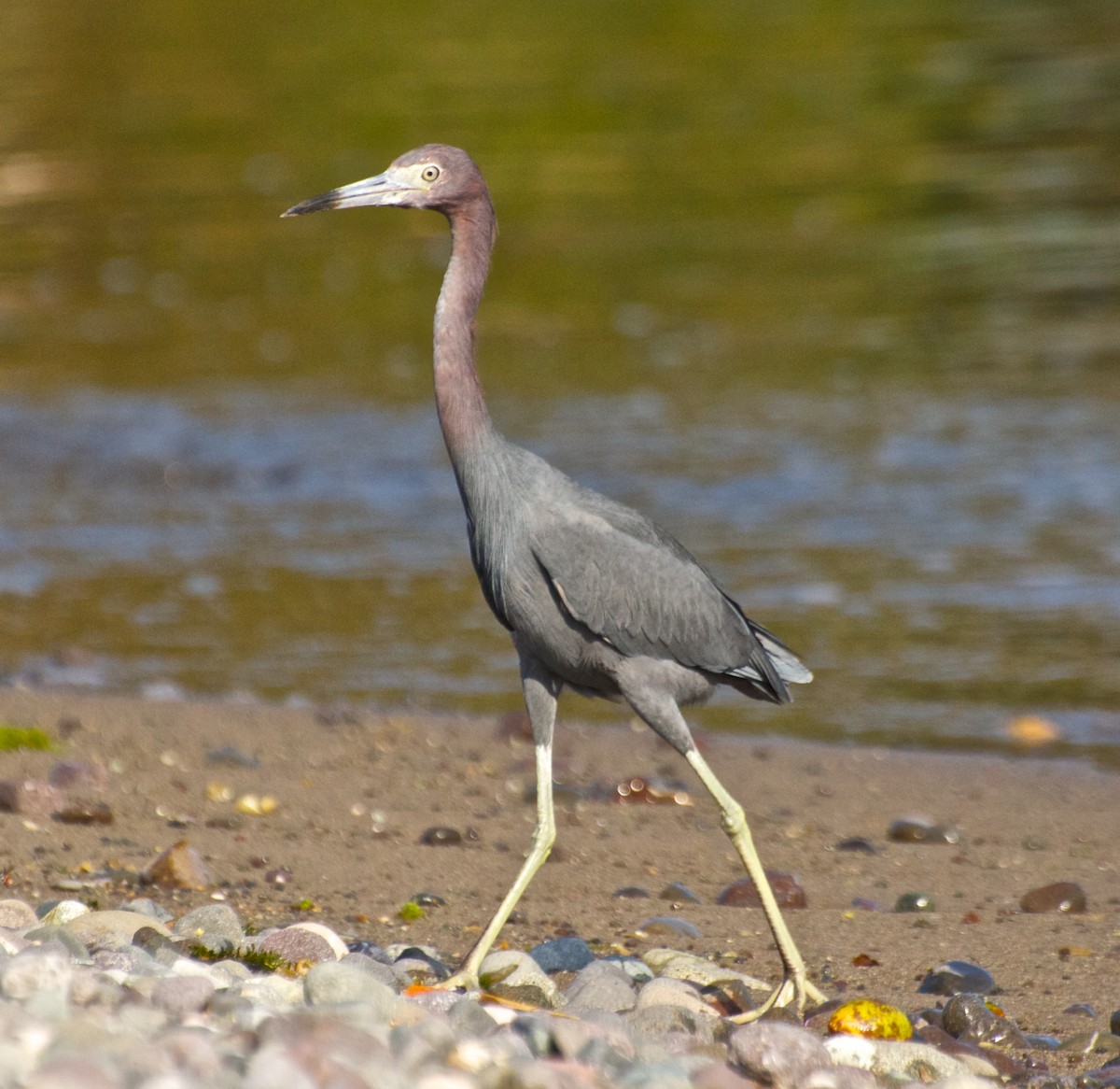 Reddish Egret - ML269432231