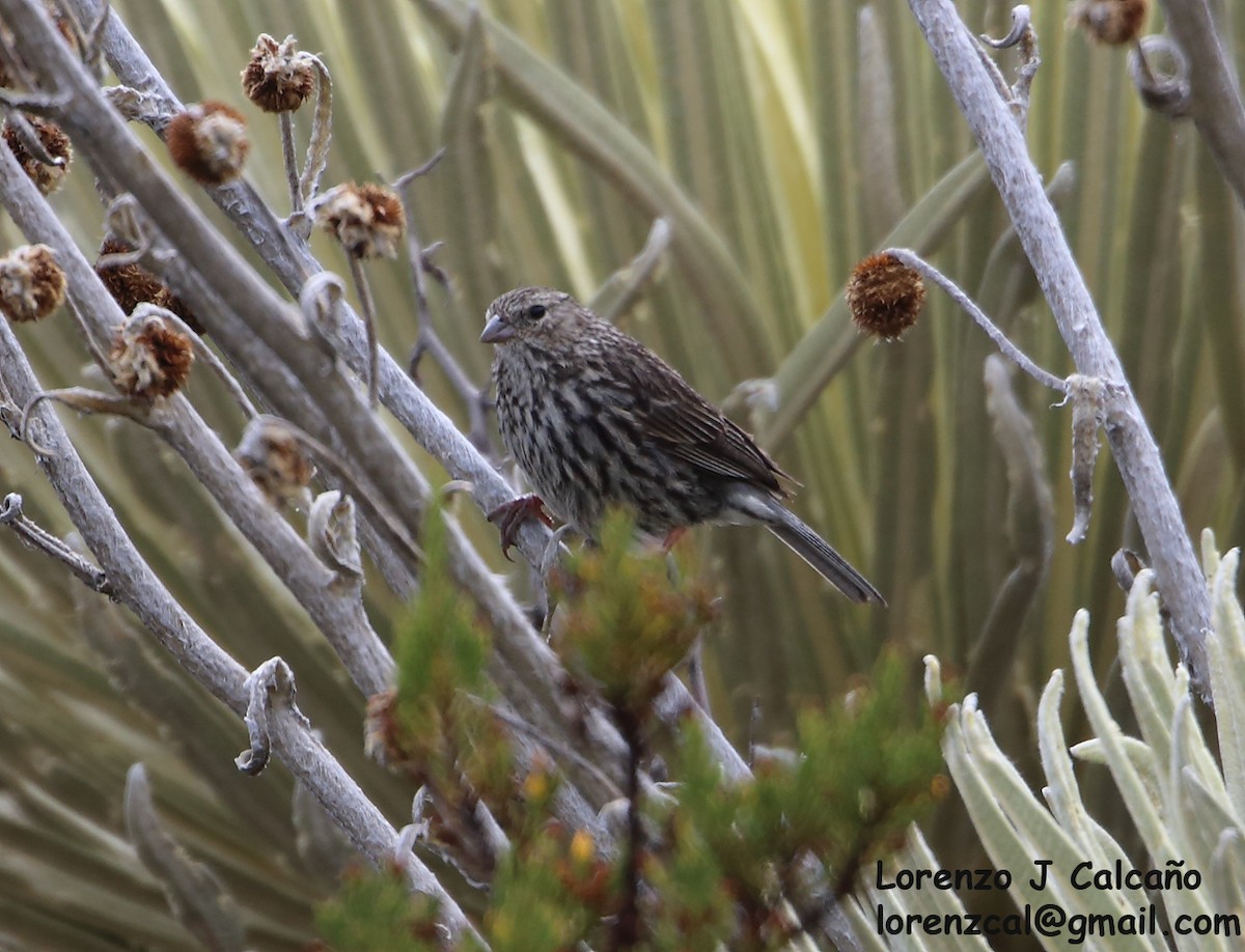 Plumbeous Sierra Finch - ML269432391