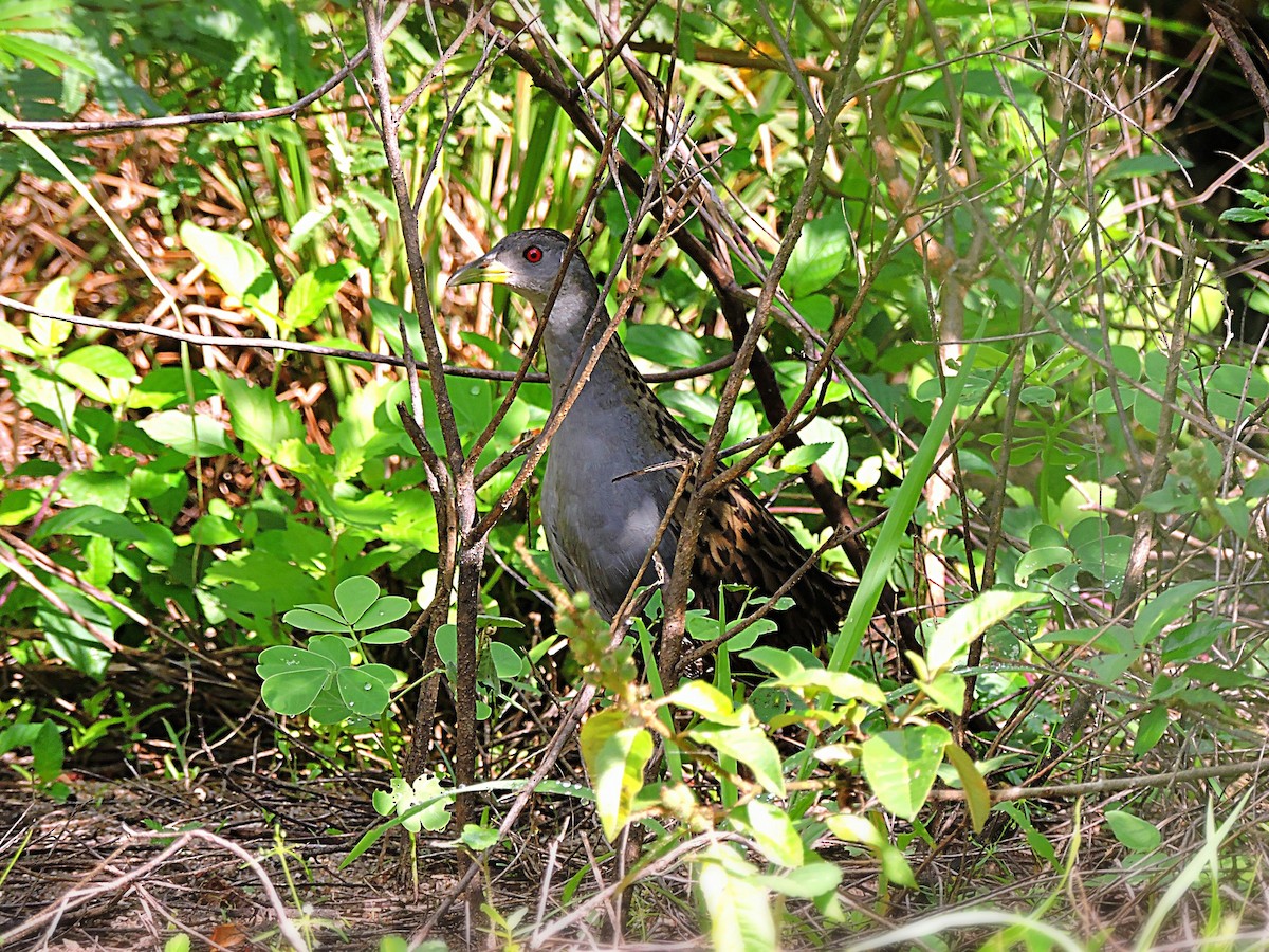 Ash-throated Crake - ML269432851