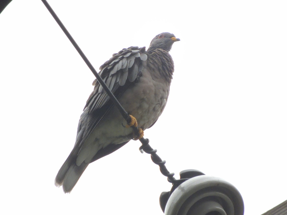 Band-tailed Pigeon - Merryl Edelstein