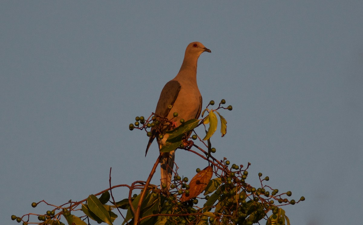 Ring-tailed Pigeon - ML269433081