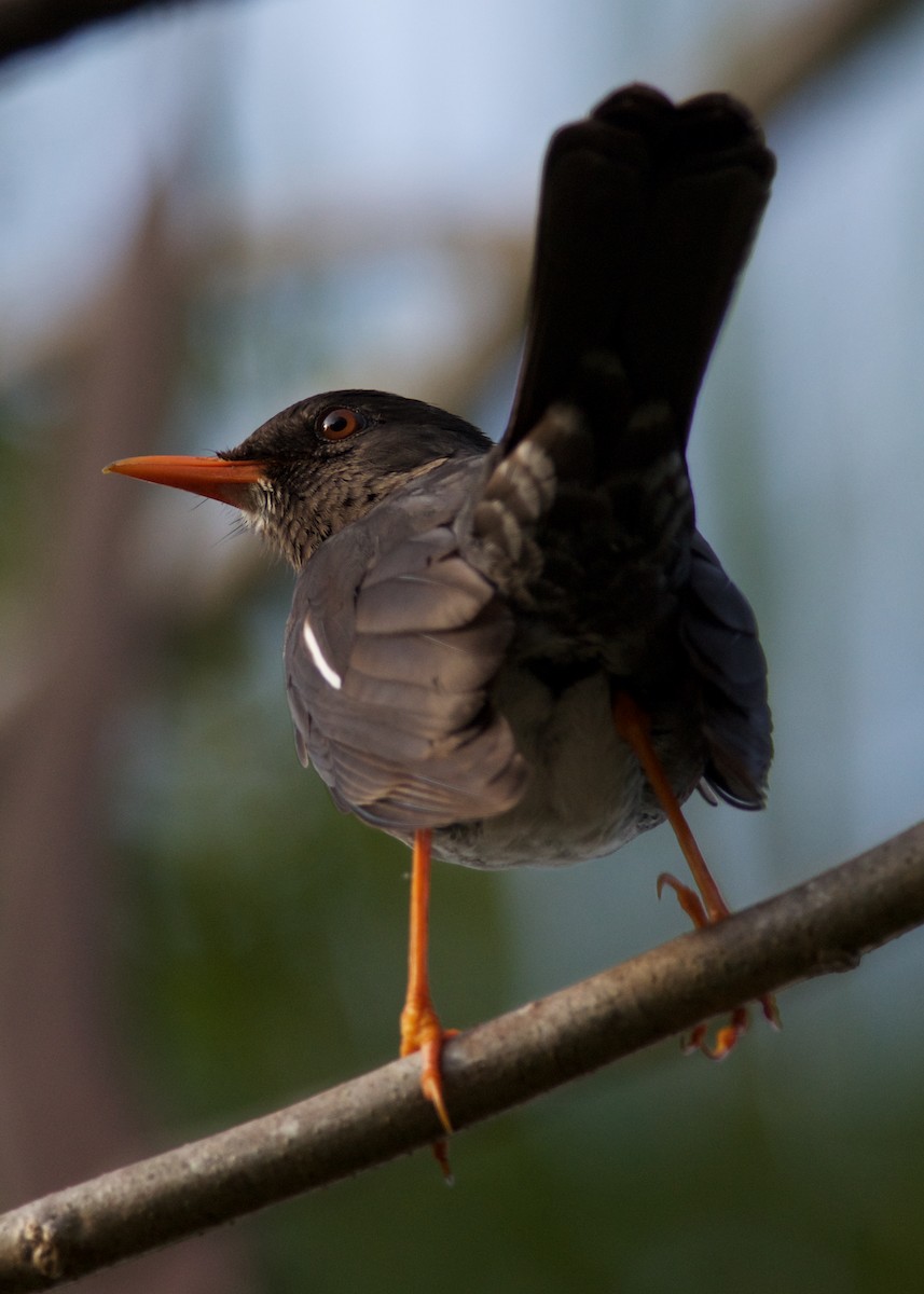 White-chinned Thrush - Clayton Burne