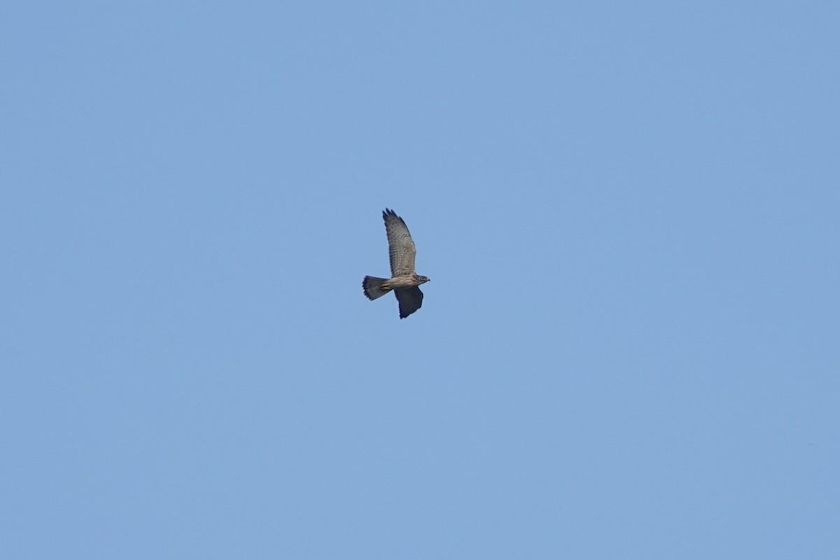 Gray-faced Buzzard - 志民 蘇