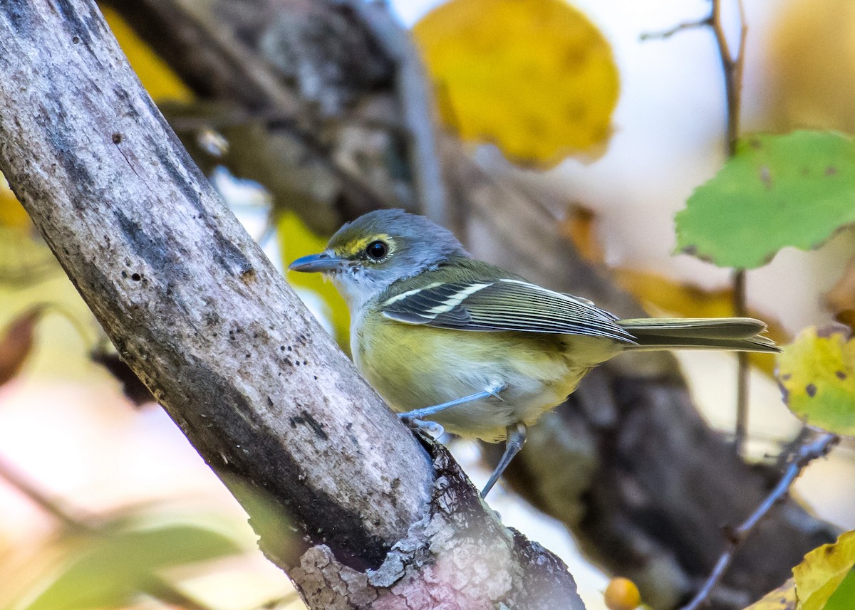 Vireo Ojiblanco - ML269435051