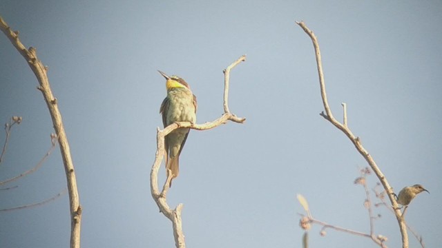 European Bee-eater - ML269435101