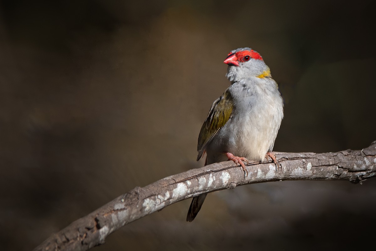 Red-browed Firetail - ML269436141